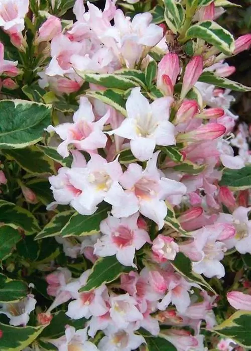 Вейгела 'Nana Variegata'
