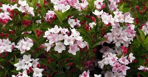 Прекрасная вейгела