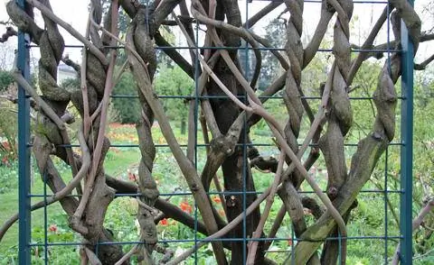 Глициния на шпалере