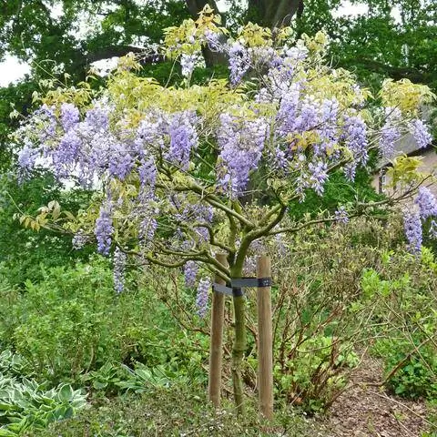 Глициния стандартная