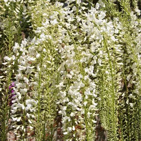 Белый сорт Глициния Глициния