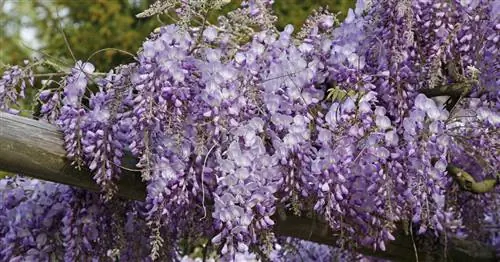 Глициния китайская