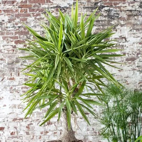 Юкка пальмовая лилия