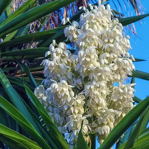 Цветущая юкка юкка пальма