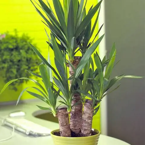 Пальма юкка как офисное растение