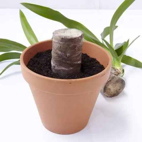 Размножение юкки