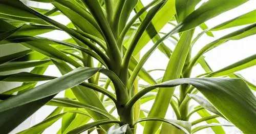 Пальма юкка, гигантская пальмовая лилия