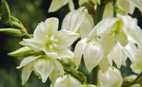 Колокольчики Юкки