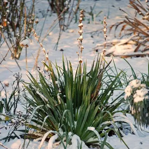 Юкка нитевидная зимой