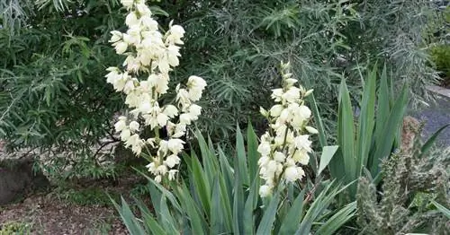 Юкка жилистая, юкка садовая