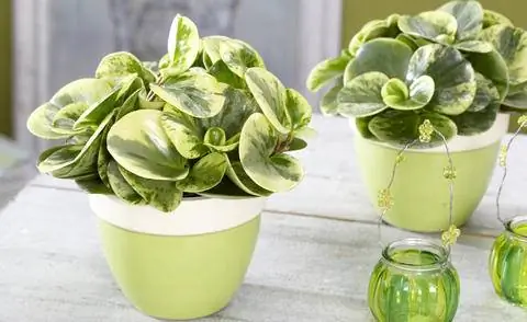 Сорт острого перца пестрого 'Golden Genoa'