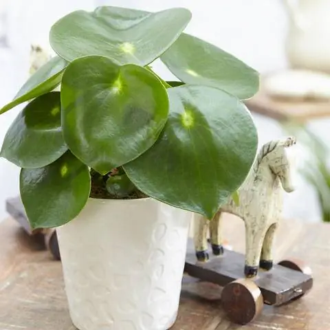 Пеперомия обтусифолия 'Рейндроп'