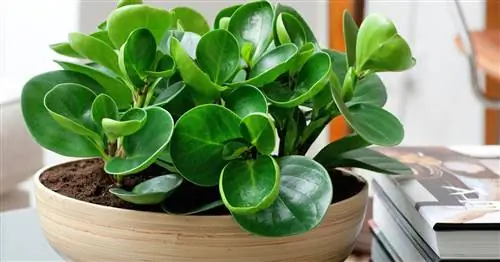 Мясистая пеперомия, карликовый перец