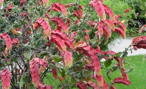 Комнатный хмель как контейнерное растение