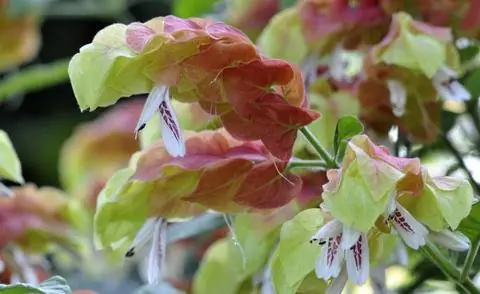Цветные прицветники домашнего хмеля