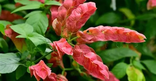 Хмель в помещении