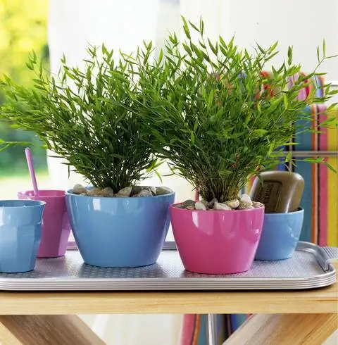 Бамбук в помещении на открытом воздухе