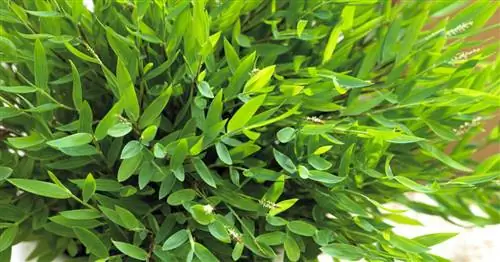 Комнатный бамбук