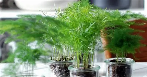 Декоративная спаржа