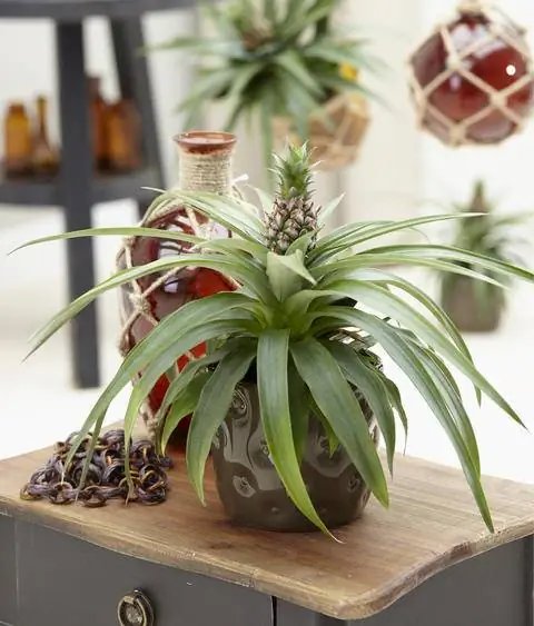 Декоративный ананас в горшке