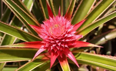 Декоративный сорт ананаса 'Variegatus'