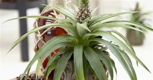 Декоративный ананас, комнатный ананас