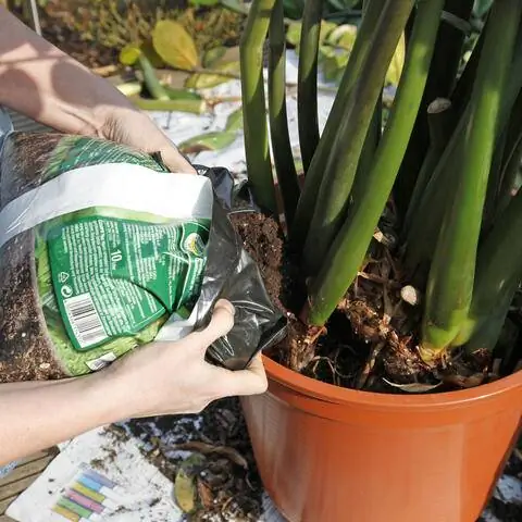 Пересадка Замиокулькас