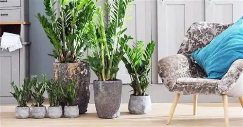 Замиокулькас, счастливое перо