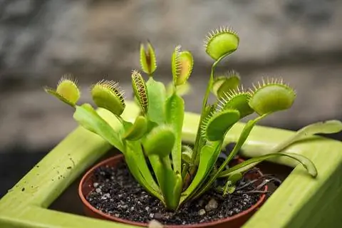 Венерина мухоловка