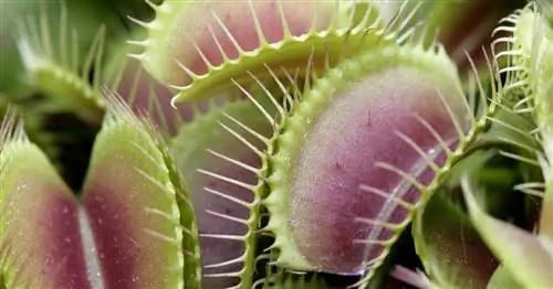 Венерина мухоловка