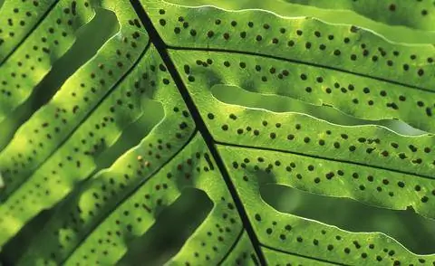 Споровые капсулы папоротника с золотыми точками