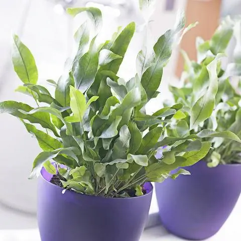 Комнатный папоротник флебодиум