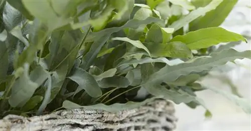 Папоротник золотой пятнистый, флебодиум