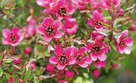 Манука с розовыми цветами