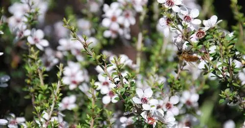 Манука, мирт Южного моря