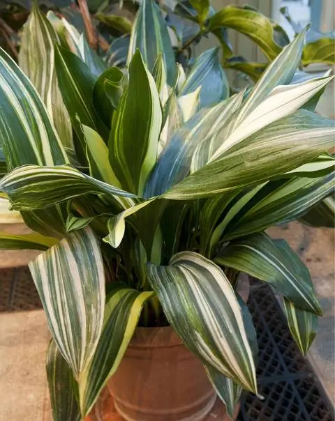 Полосатая пальма сапожника