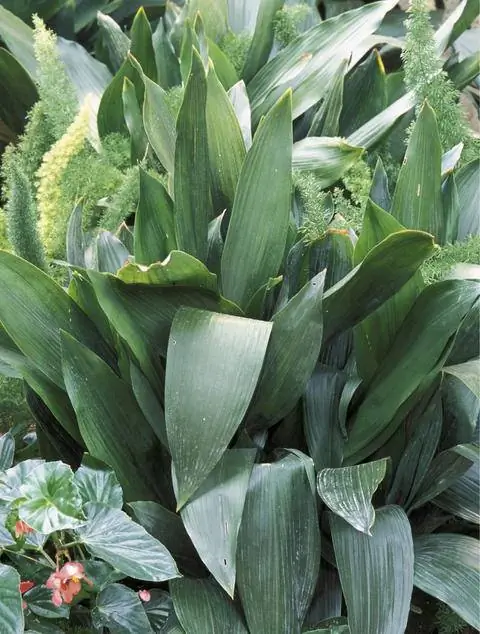 Дикорастущая пальма сапожника