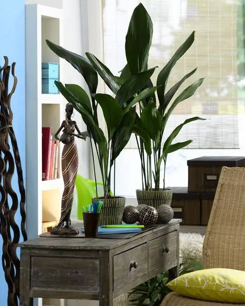 Ладонь сапожника как комнатное растение