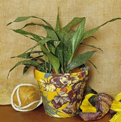 Разновидность с белыми точками