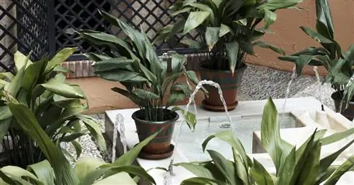 Ладонь сапожника, Ладонь мясника