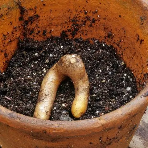 Луковица Короны Славы, Глориоза