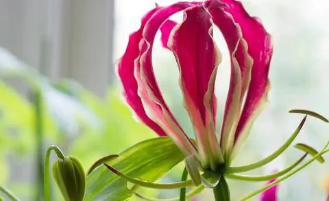 Gloriosa superba с розовыми цветками