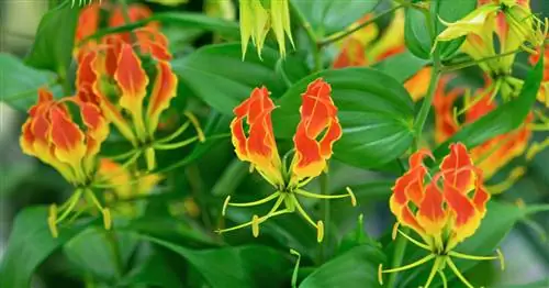 Глориоза, венец славы