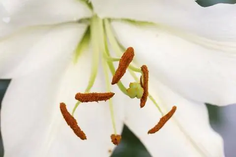 Тычинки цветка Knight Star со зрелой пыльцой