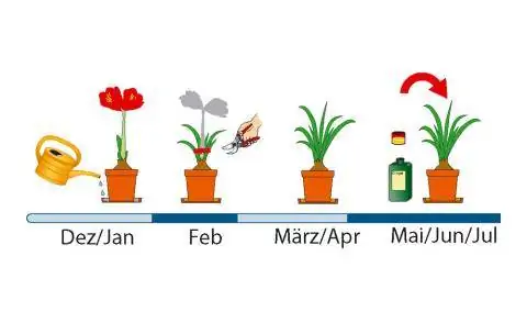 График ухода за амариллисами с декабря по июль