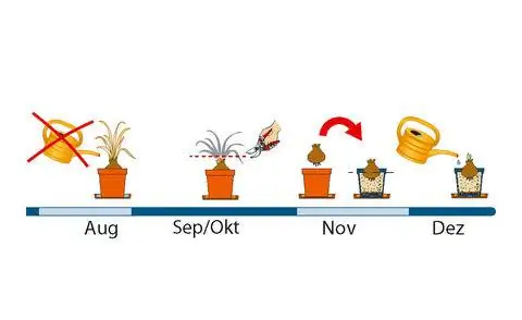 Уход за амариллисом с августа по декабрь