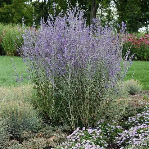 Голубая рута на многолетней клумбе