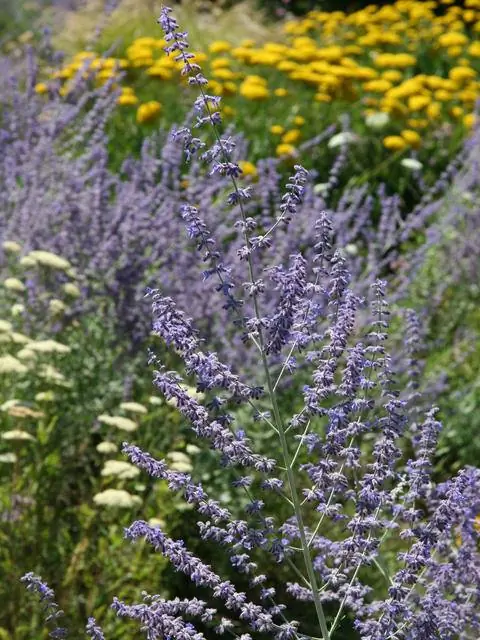 Метелка голубой руты, перовския