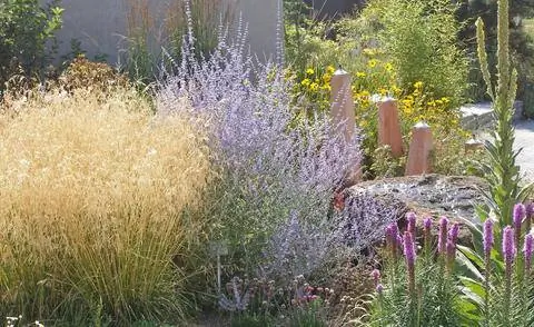 Голубая рута, великолепное сусло и декоративная трава