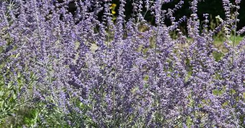 Перовския пернатая